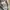 Dickies Casual Casual shirt Pria multicolor photo 6