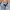 Dickies Casual Casual shirt Pria multicolor photo 4