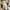 Coquette Casual Casual dress Wanita white photo 1