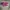 Converse Casual Sneakers Pria purple photo 2