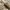 Puma Indie Casual Sneakers Pria tan cream photo 2