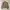 Dickies Vintage Denim jacket Pria brown photo 2