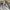 JanSport Streetwear Y2K Sweatshirt Pria gray photo 2