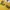 Tommy Hilfiger Vintage Polo shirt Pria yellow photo 3