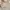 LC Waikiki Casual Shoulder bag Wanita tan photo 3
