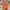 Coquette Casual Casual dress Wanita orange photo 1