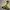 Streetwear Bomber jacket Pria khaki photo 4