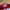 Adidas Streetwear Y2K Hat Pria red black photo 6