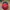 Adidas Streetwear Y2K Hat Pria red black photo 4