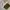Polo Ralph Lauren Casual Sweatshirt Pria green cream photo 2