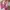 ZARA Luxury Wanita pink photo 6