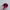FUCT Vintage Hat Pria burgundy photo 1