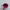 FUCT Vintage Hat Pria Burgundy