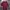 Urban Research Streetwear Casual T-shirt Pria burgundy photo 1