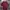 Urban Research Streetwear Casual T-shirt Pria Burgundy