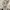 Luxury Hoody Pria white photo 5