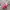 Casual Wanita pink photo 1