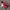 Adidas Casual Sneakers Pria red photo 4
