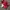 Adidas Casual Sneakers Pria red photo 5