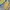 Chaps Lauren Vintage Casual Harrington jacket Pria tan photo 3