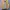 Chaps Lauren Vintage Casual Harrington jacket Pria tan photo 2