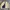Polo Ralph Lauren Vintage Casual Harrington jacket Pria cream photo 1