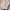 Polo Ralph Lauren Vintage Casual Harrington jacket Pria cream photo 2