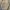 Carhartt Vintage Casual Harrington jacket Pria tan photo 4