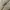 Carhartt Vintage Casual Harrington jacket Pria tan photo 5