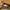 WHO.A.U Casual Wanita brown photo 3