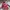TBJ Nearby Vintage Parka Pria Navy Red