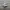 Adidas Casual Sneakers Wanita white gray photo 1