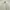 Vintage Puffer Jacket Pria White