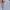 Uniqlo Casual Formal shirt Pria white blue photo 5