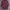 Uniqlo Y2K Casual Casual Shirt Pria Burgundy Red