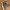 VANS Minimalist Sneakers Wanita green brown photo 1