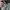 Evisu Gorpcore Sportswear Puffer jacket Pria green cream photo 3