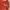 Nike Sportswear Jersey Pria Red