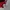 Adidas Sportswear Jersey Pria red photo 4