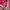 Nike Streetwear Sportswear Hoody Pria pink photo 4