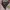 Vintage Harrington jacket Pria khaki photo 2