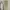 Dickies Casual Formal pants Pria tan cream photo 3