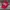 Stussy Vintage Streetwear Hat Pria Red