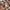 Spao Luxury Casual dress Wanita red brown photo 4