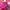 Pancoat Vintage Hoody Pria pink photo 4