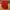 Dickies Vintage Streetwear Short Pria red photo 1