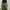 Uniqlo Streetwear Tracksuit Pria green photo 4