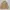 NII Vintage Casual Windbreaker Pria Tan