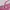 Coquette Bra Wanita pink photo 3