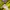 Pancoat Avant Garde Sweater Pria yellow photo 4